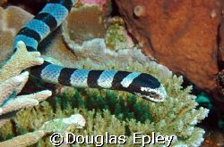 sea snake taken in wakatobi, d70 60mm by Douglas Epley 